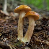 Leccinum longicurvipes image