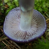Cortinarius iodes image