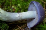 Cortinarius iodes image