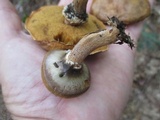 Suillus salmonicolor image