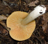 Hygrocybe pratensis var. pallida image