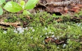 Helicogloea compressa image