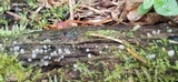 Helicogloea compressa image