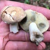Boletus pallidus image