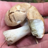 Boletus pallidus image