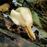 Helvella crispa image