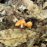 Marasmius strictipes image