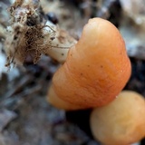 Marasmius strictipes image