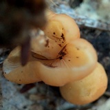 Marasmius strictipes image