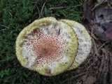 Suillus spraguei image