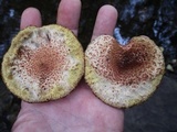 Suillus spraguei image