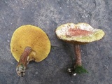 Suillus spraguei image