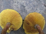 Suillus spraguei image