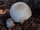 Agaricus bresadolanus image