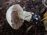 Agaricus bresadolanus image