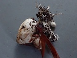 Agaricus bresadolanus image