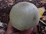 Agaricus bresadolanus image