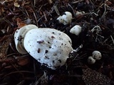 Agaricus bresadolanus image