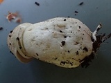 Agaricus bresadolanus image