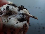 Agaricus bresadolanus image
