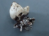 Agaricus bresadolanus image