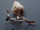 Agaricus bresadolanus image