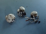Agaricus bresadolanus image