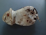 Agaricus bresadolanus image