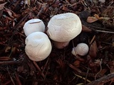 Agaricus bresadolanus image
