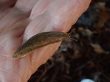 Agaricus bresadolanus image