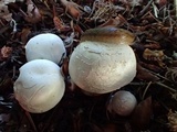 Agaricus bresadolanus image