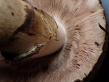 Agaricus bresadolanus image