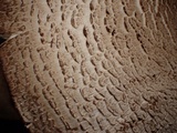 Agaricus bresadolanus image