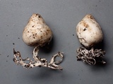 Agaricus bresadolanus image