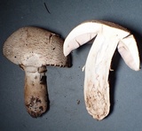 Agaricus bresadolanus image