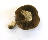 Agaricus californicus image