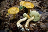 Leccinum longicurvipes image