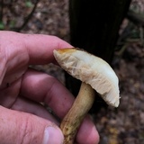 Leccinum longicurvipes image