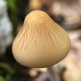 Oudemansiella furfuracea image