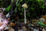 Oudemansiella furfuracea image