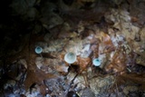 Mycena subcaerulea image