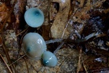 Mycena subcaerulea image