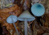 Mycena subcaerulea image