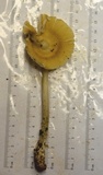 Amanita sect. Vaginatae image