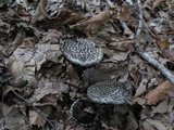 Strobilomyces confusus image