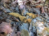 Scorias spongiosa image