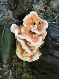 Laetiporus cincinnatus image