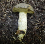 Retiboletus griseus image
