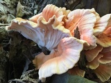 Laetiporus cincinnatus image