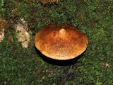 Hemistropharia albocrenulata image